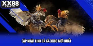 Cập Nhật Link Đá Gà XX88 Mới Nhất Tận Hưởng Chọi Gà Đỉnh Cao